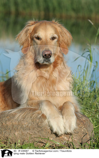 liegender Golden Retriever Rde / lying male Golden Retriever / IF-04687