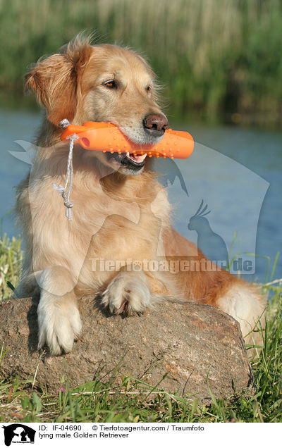 liegender Golden Retriever Rde / lying male Golden Retriever / IF-04690