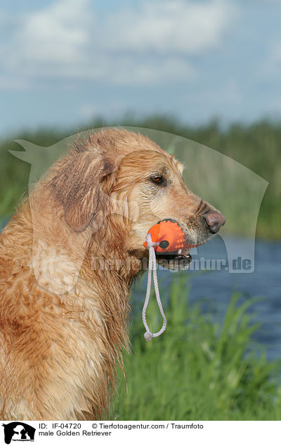Golden Retriever Rde / male Golden Retriever / IF-04720