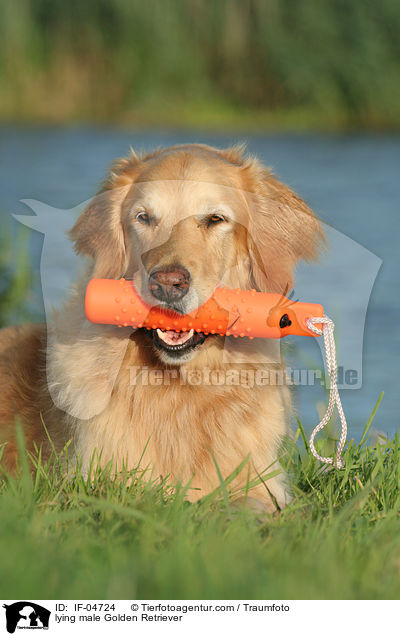 liegender Golden Retriever Rde / lying male Golden Retriever / IF-04724