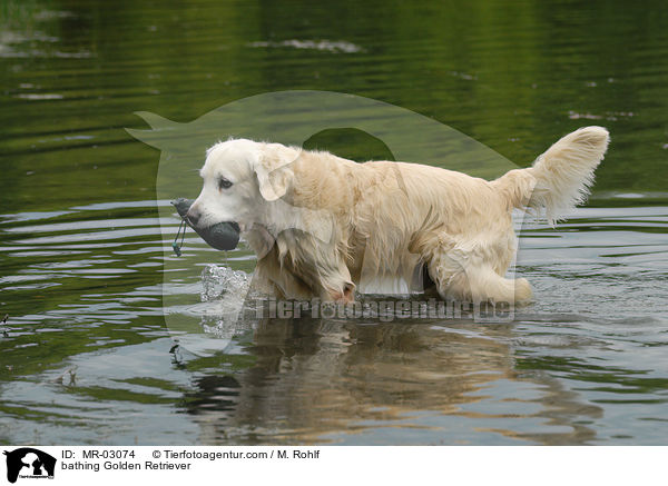 badender Golden Retriever / bathing Golden Retriever / MR-03074