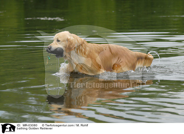 badender Golden Retriever / bathing Golden Retriever / MR-03080