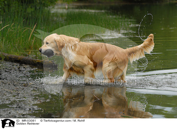Golden Retriever / Golden Retriever / MR-03081