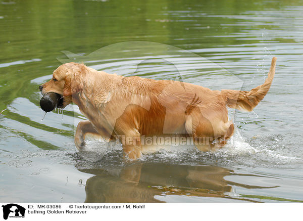 badender Golden Retriever / bathing Golden Retriever / MR-03086