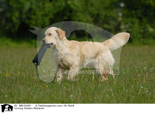 rennender Golden Retriever / running Golden Retriever / MR-03091