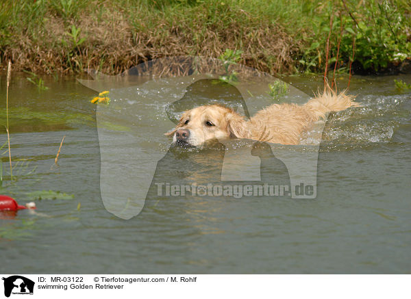 schwimmender Golden Retriever / swimming Golden Retriever / MR-03122