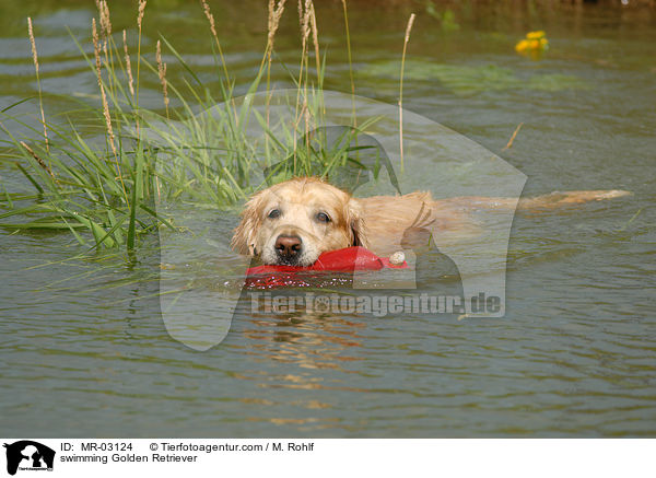 schwimmender Golden Retriever / swimming Golden Retriever / MR-03124