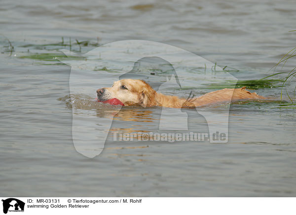 schwimmender Golden Retriever / swimming Golden Retriever / MR-03131