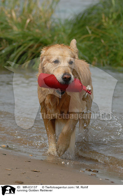 rennender Golden Retriever / running Golden Retriever / MR-03137