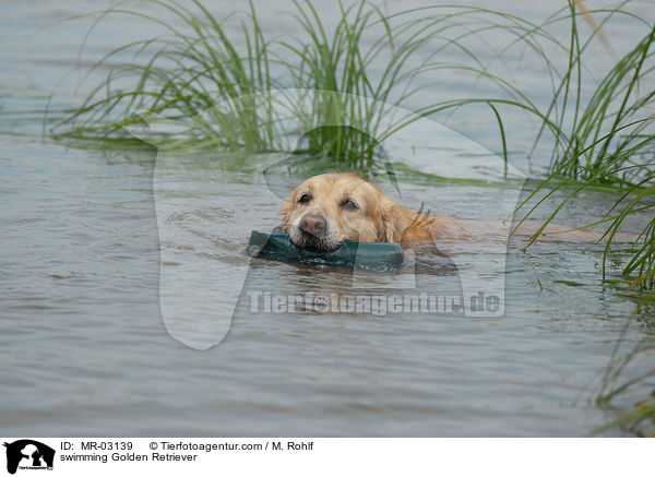 schwimmender Golden Retriever / swimming Golden Retriever / MR-03139