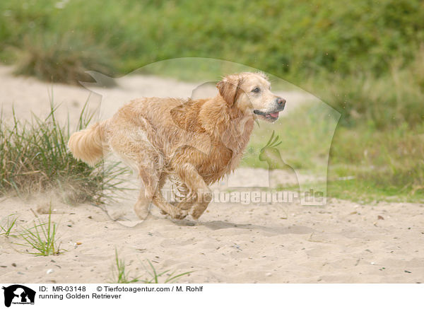 rennender Golden Retriever / running Golden Retriever / MR-03148