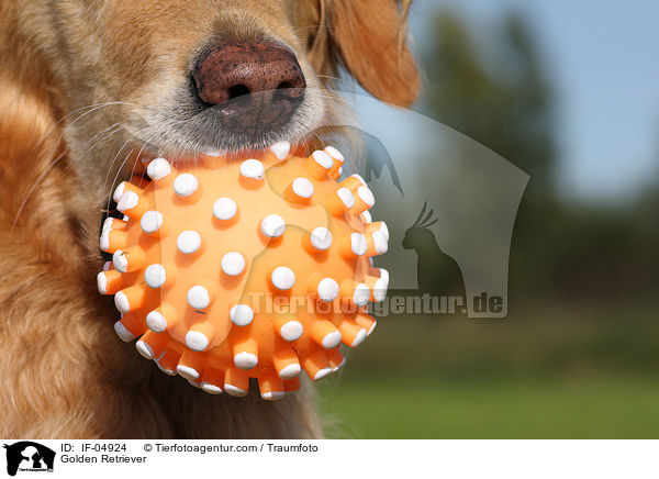 Golden Retriever / Golden Retriever / IF-04924