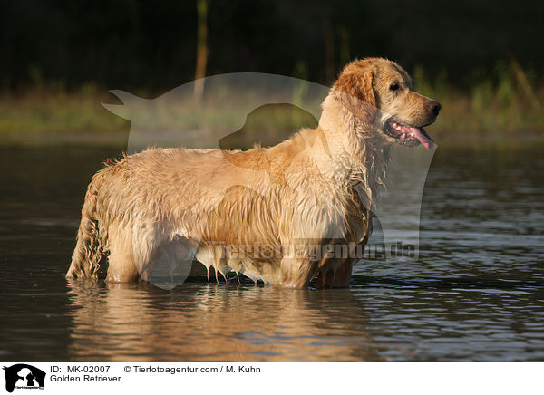 Golden Retriever / Golden Retriever / MK-02007