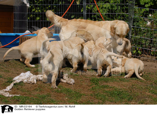 Golden Retriever Welpen / Golden Retriever puppies / MR-03164