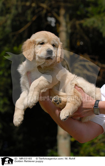 Golden Retriever Welpe / Golden Retriever puppy / MR-03165
