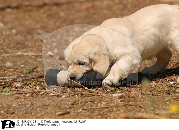 spielender Golden Retriever Welpe / playing Golden Retriever puppy / MR-03168