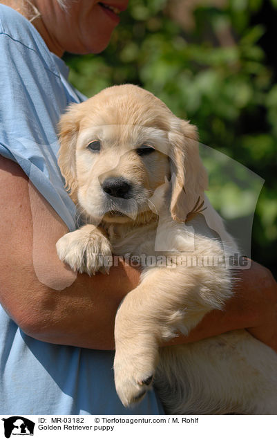 Golden Retriever Welpe / Golden Retriever puppy / MR-03182