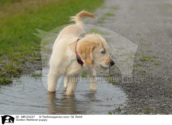 Golden Retriever Welpe / Golden Retriever puppy / MR-03227