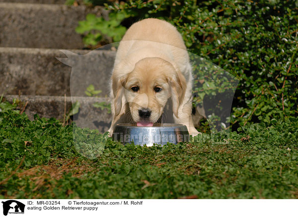 fressender Golden Retriever Welpe / eating Golden Retriever puppy / MR-03254
