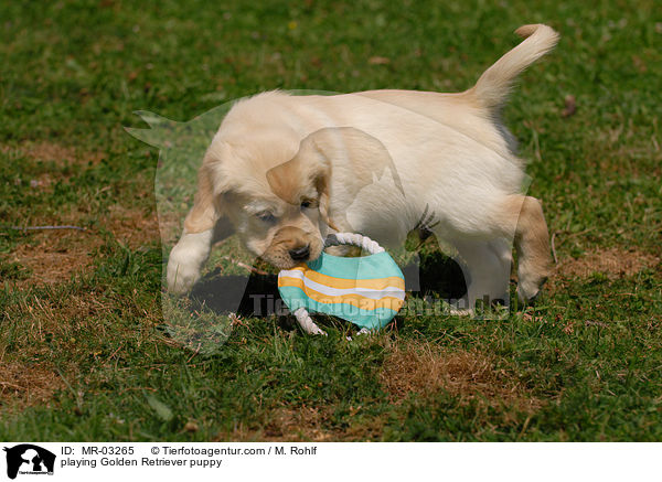 spielender Golden Retriever Welpe / playing Golden Retriever puppy / MR-03265