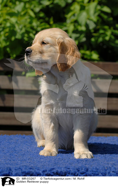 Golden Retriever Welpe / Golden Retriever puppy / MR-03267
