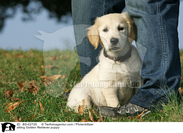 sitzender Golden Retriever Welpe / sitting Golden Retriever puppy / BS-02728