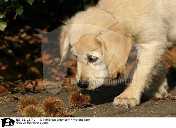 Golden Retriever Welpe / Golden Retriever puppy / BS-02742