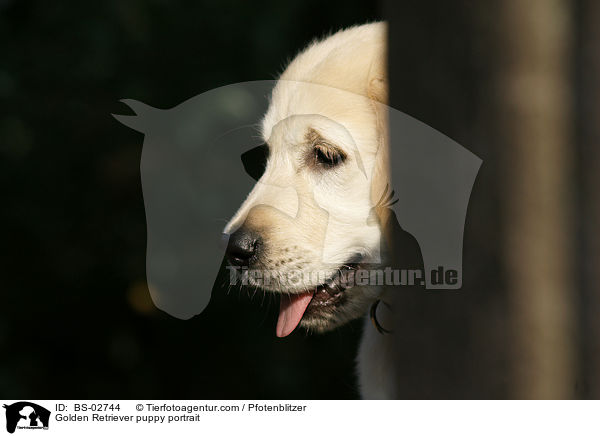 Golden Retriever Welpe Portrait / Golden Retriever puppy portrait / BS-02744