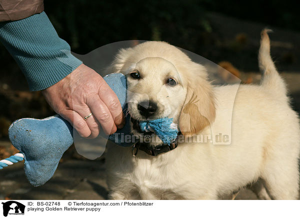 spielender Golden Retriever Welpe / playing Golden Retriever puppy / BS-02748