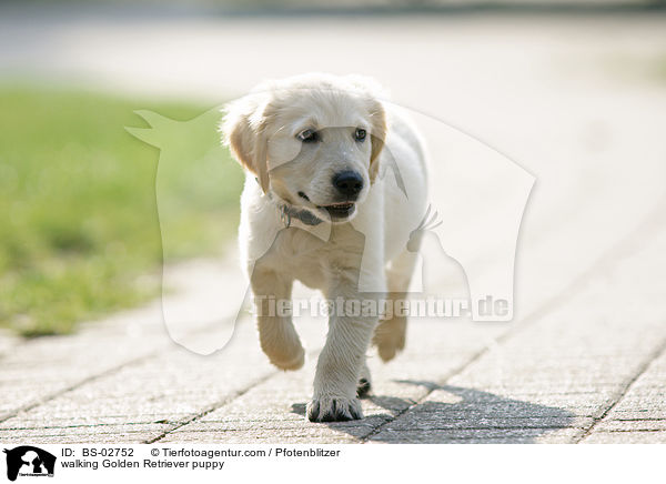 laufender Golden Retriever Welpe / walking Golden Retriever puppy / BS-02752