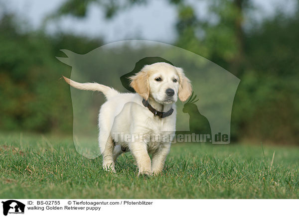 laufender Golden Retriever Welpe / walking Golden Retriever puppy / BS-02755