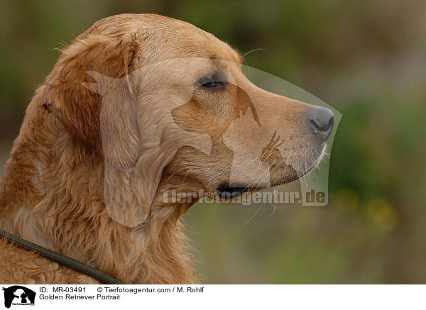 Golden Retriever Portrait / Golden Retriever Portrait / MR-03491