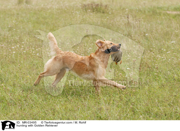 Golden Retriever bei der Jagd / hunting with Golden Retriever / MR-03495