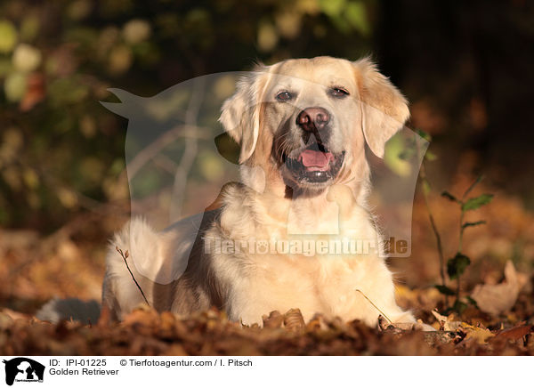 Golden Retriever / Golden Retriever / IPI-01225