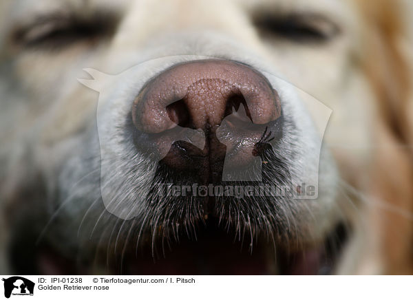 Golden Retriever Nase / Golden Retriever nose / IPI-01238