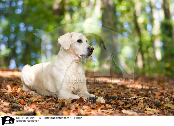 Golden Retriever / Golden Retriever / IPI-01304