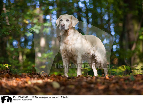 Golden Retriever / Golden Retriever / IPI-01312