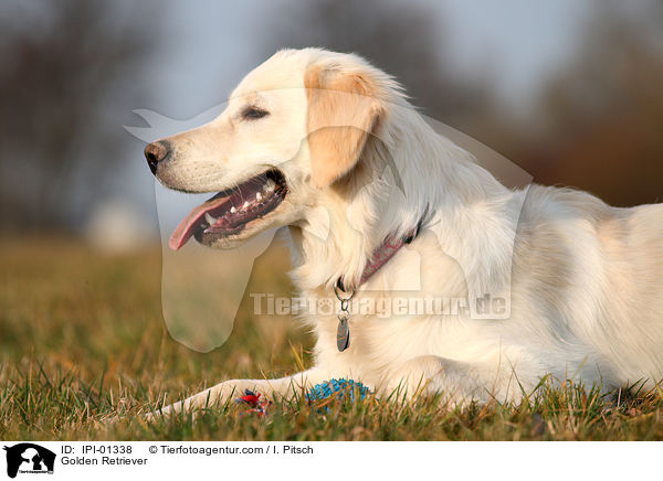 Golden Retriever / Golden Retriever / IPI-01338