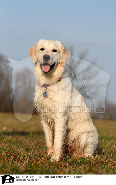 Golden Retriever / Golden Retriever / IPI-01341