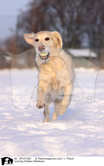 rennender Golden Retriever / running Golden Retriever / IPI-01350