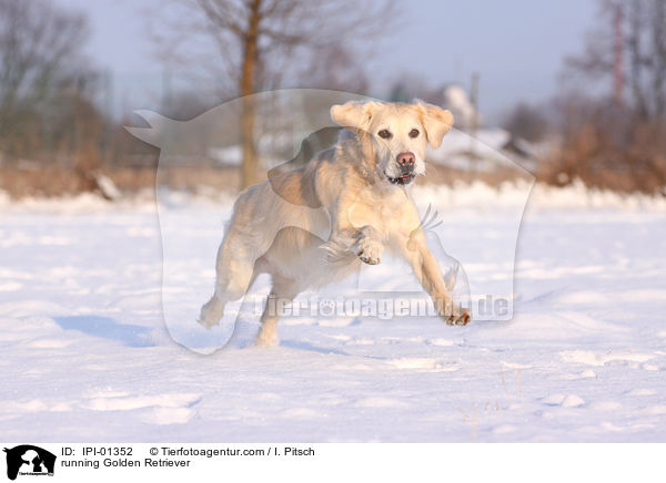 rennender Golden Retriever / running Golden Retriever / IPI-01352