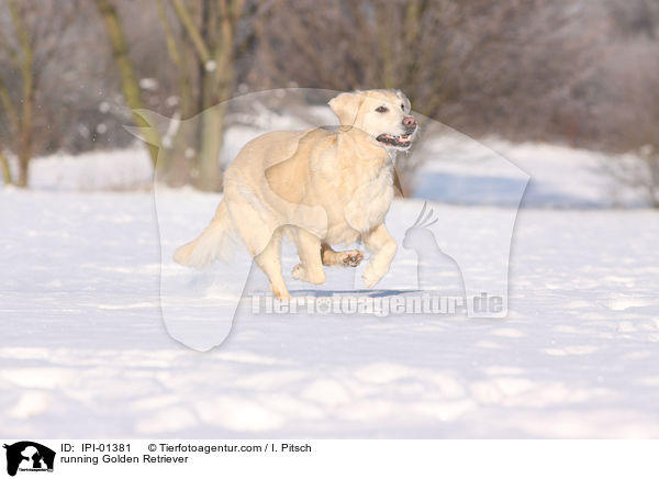 rennender Golden Retriever / running Golden Retriever / IPI-01381
