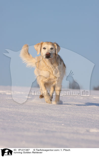 rennender Golden Retriever / running Golden Retriever / IPI-01387