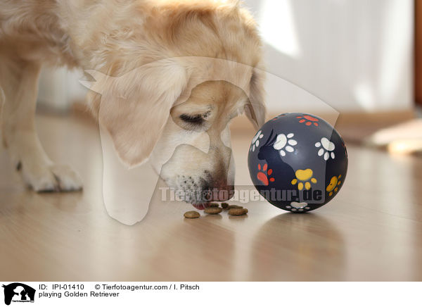 spielender Golden Retriever / playing Golden Retriever / IPI-01410