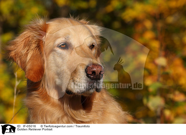 Golden Retriever Portrait / Golden Retriever Portrait / IF-05016