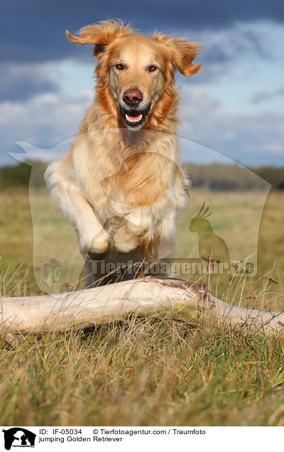 springender Golden Retriever / jumping Golden Retriever / IF-05034