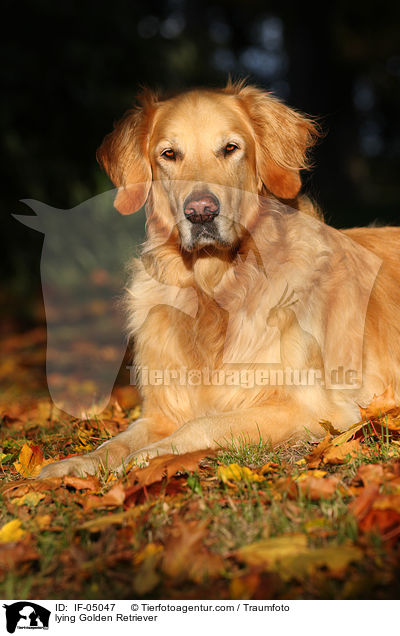 liegender Golden Retriever / lying Golden Retriever / IF-05047