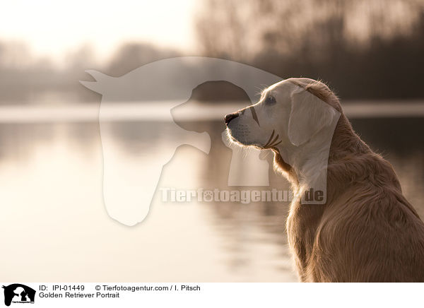 Golden Retriever Portrait / Golden Retriever Portrait / IPI-01449