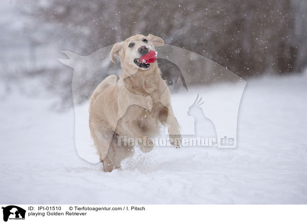 spielender Golden Retriever / playing Golden Retriever / IPI-01510