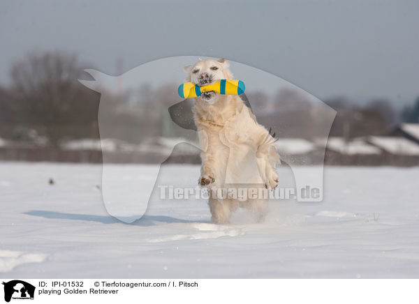 spielender Golden Retriever / playing Golden Retriever / IPI-01532